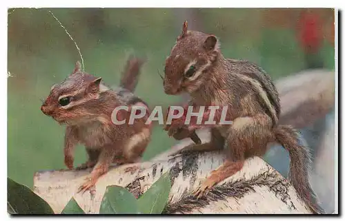 Cartes postales moderne A pair of Chipmunks Ecureuils