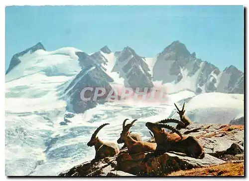 Cartes postales moderne Animaux de Nos Montagnes sur les hauts Sommets Bouquetins au repas