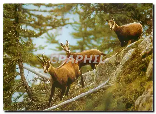 Cartes postales moderne Chamois