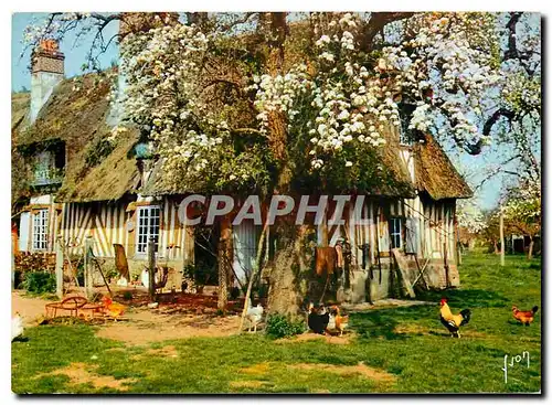 Cartes postales moderne Couleurs et Lumiere de France En Vallee d'Auge La Luxuriante Normande Euphorie printaniere