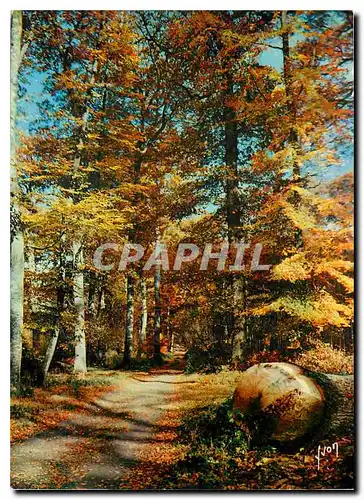 Cartes postales moderne Couleurs et Lumiere de France Fontainebleau (S et M) La Foret en Automne