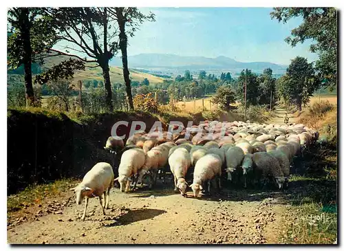 Cartes postales moderne Couleurs et Lumiere de France sur les routes d'Auvergne Moutons