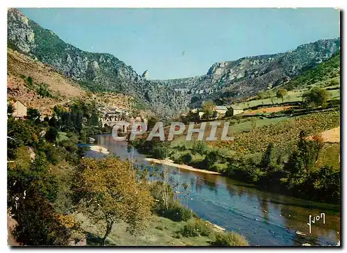 Cartes postales moderne Couleurs et Lumiere de France Gorges du Tarn (Lozere) les Vignes