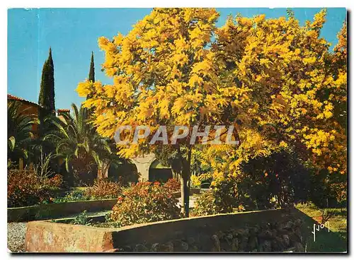 Cartes postales moderne Couleurs et Lumliere de France La Cote d'Azu Miracle de la nature Printemps aux environs de Sain