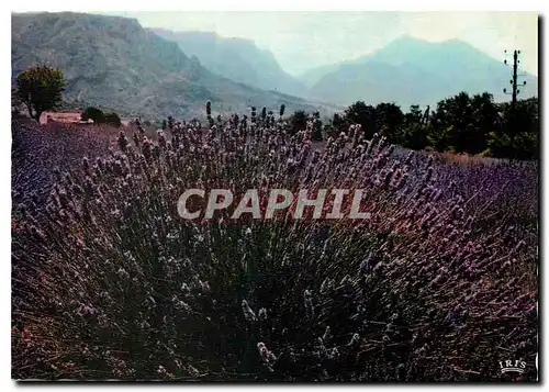 Cartes postales moderne Reflets de la Cote d'Azur Au pays de la Lavande