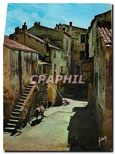 Cartes postales moderne Couleurs et Lumliere de France La Corse oasis de Beaute Calvi Vieilles Maisons dans la Basse vil