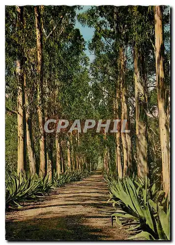 Cartes postales moderne Ile Ste Marguerite Allee d'Eucalyptus