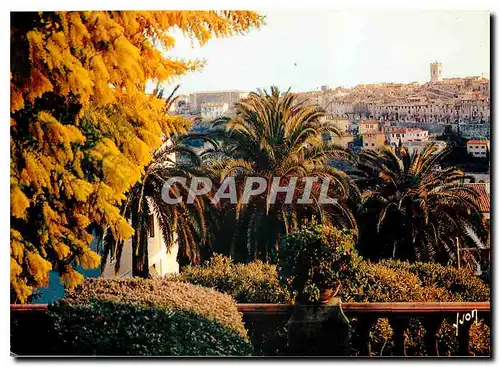 Cartes postales moderne Couleurs et Lumiere de France La Cote d'Azur miracle de la nature Vence (A Mmes) Les Mimosas en