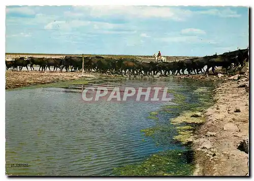 Cartes postales moderne Reflets de Provence Scene de la vie de Camargue la manade de Taureaux