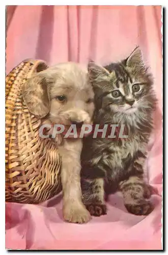 Cartes postales moderne Chat Chien