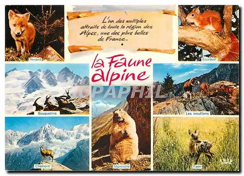 Cartes postales moderne La Faune Alpine L'Un des multiples attaits de toute la region des Alpes une des plus belles de F