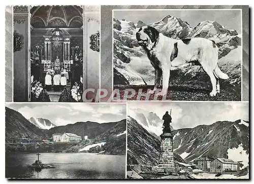 Cartes postales moderne Un Rocirdo sal Gran S Bernardo Chien St Bernard