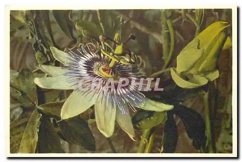 Cartes postales moderne Passiflora Coerulea Passionblume