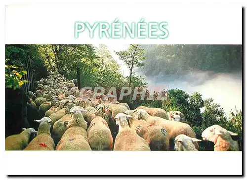 Moderne Karte Pyrenees Les Pyrenees La transhumance Images Toulouse