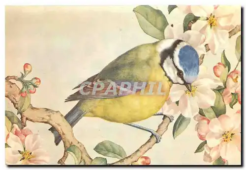 Cartes postales moderne Bluetit Noel Hopking