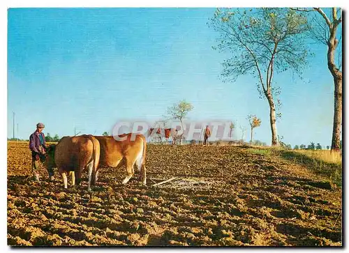 Cartes postales moderne Traditions Les petits metiers de chez nous Le Laboureur