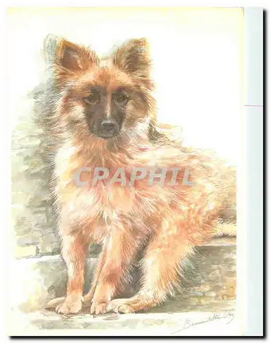 Cartes postales moderne Chien