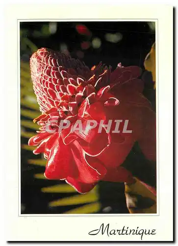 Cartes postales moderne La Martinique Rose de Porcelaine