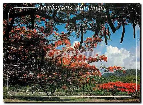 Cartes postales moderne Flamboyants Martinique