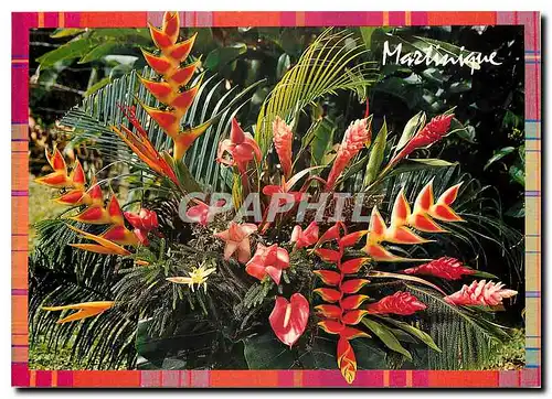 Moderne Karte Martinique Fleurs des Tropiques