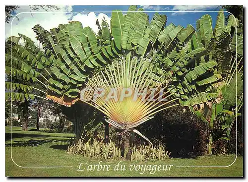 Moderne Karte L'arbre du voyageur Martinique Fort de France place de la savanne