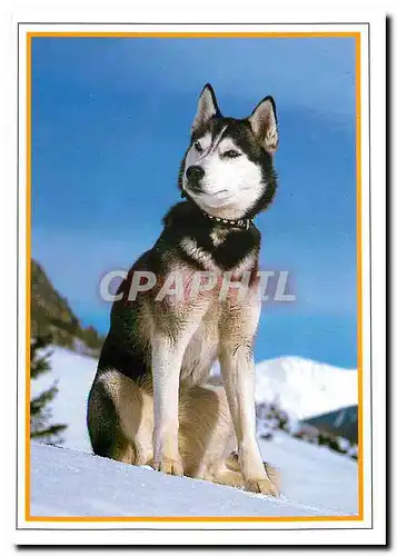 Cartes postales moderne Neige et Soleil Albertville