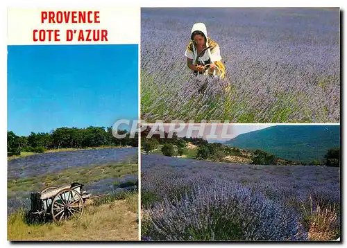 Cartes postales moderne Provence Cote d'Azur Au pays du soleil et de la lavande