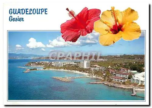 Cartes postales moderne Guadaloupe Gosier Grand Terre
