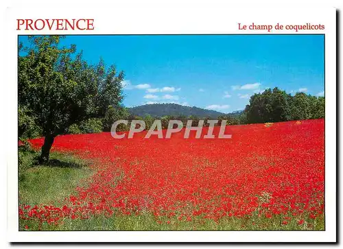 Moderne Karte Provence Le Champ de coquelicots