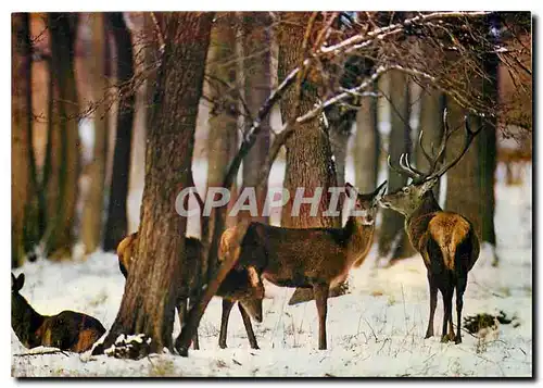 Moderne Karte Cerf et Biches Hirsch und Hindinnen Deers and Hinds Cervo e Cerve