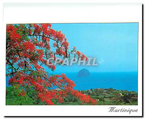 Cartes postales moderne Martinique