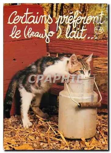 Moderne Karte Certain prefere le beaujolait Chat Chaton