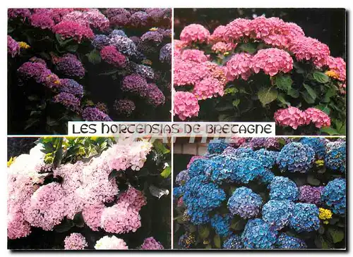 Cartes postales moderne Les Hortensias de Bretagne