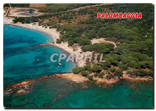 Cartes postales moderne Corse Ile de Beaute Souvenir de Palombaggia La plage et la pinede