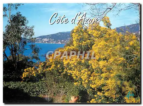 Cartes postales moderne Cote d'Azur Paysage typique de la Cote d'Azur Les mimosas en fleurs et la Mediterranee