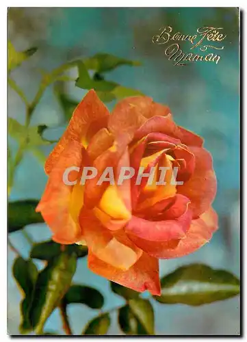 Cartes postales moderne Fleurs  Bonne Fete Maman