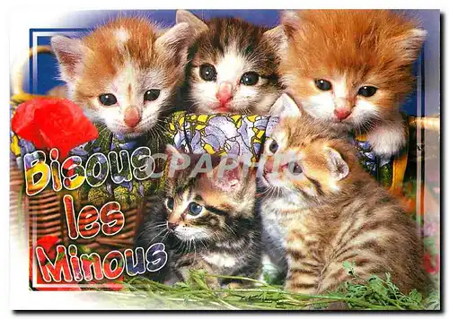 Ansichtskarte AK Bisous les Minous Chats Chat Chatons