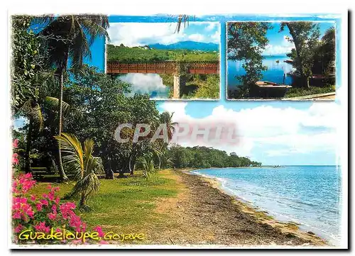 Cartes postales moderne Guadeloupe Gojave