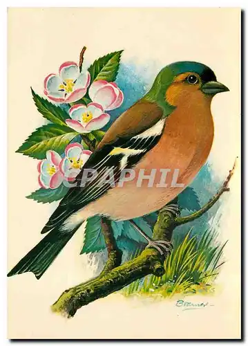 Cartes postales moderne Vink Chaffinch Pinson ordinaire