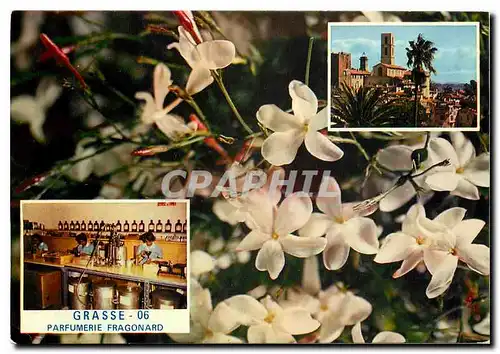 Cartes postales moderne Grasse Cite des Fleurs et des Parjums La Cathedrale Le Jasmin