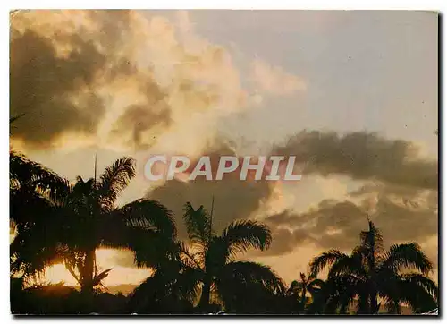 Cartes postales moderne Martinique Fort de France Lever de soleil a travers les palmiers royaux