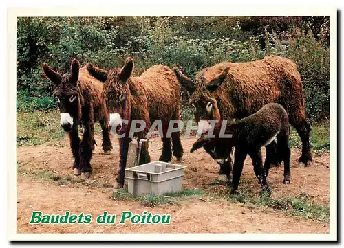 Cartes postales moderne Baudets du Poitou