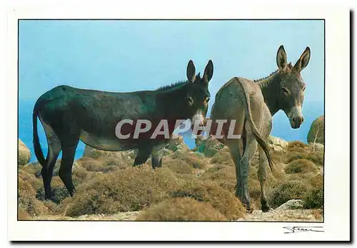 Cartes postales moderne Ane Mule