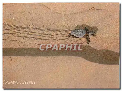 Moderne Karte Caretta Caretta Tortue