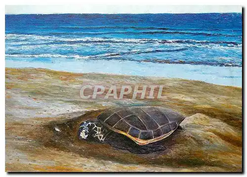 Cartes postales moderne Tortue