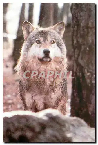 Cartes postales moderne Loup