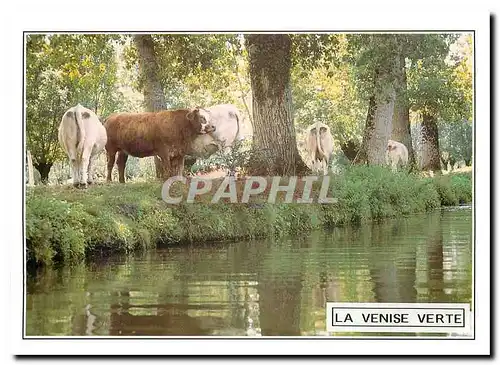 Cartes postales moderne La Venise Verte Deux Sevres