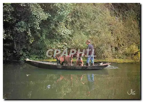 Cartes postales moderne Le Marais Poitevin Transport d'animaux Chevre