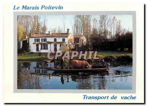Cartes postales moderne Le Marais Poitevin Transport de vache