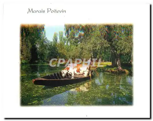 Cartes postales moderne Marais Poitevin Deux Sevres Transport d'une vache en barque